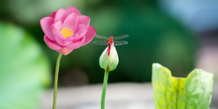 芒种